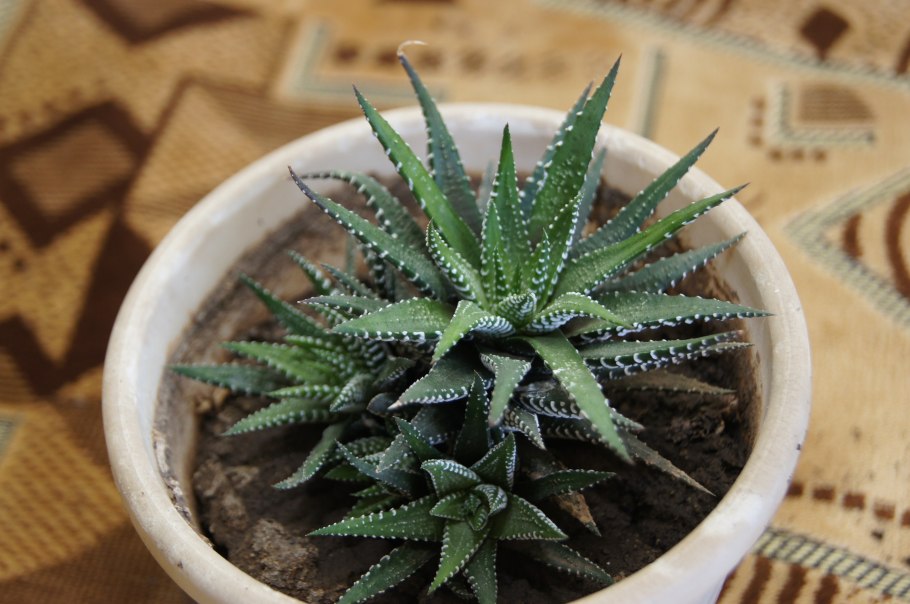 Домашний цветок семейства алоэ Агава