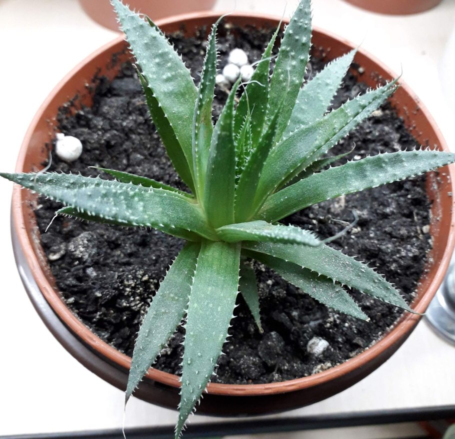 Алоэ Лонгстила