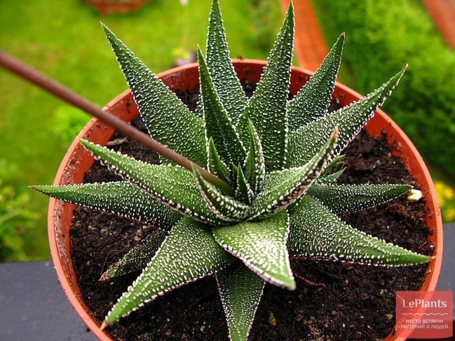Алоэ красивенькое премилое