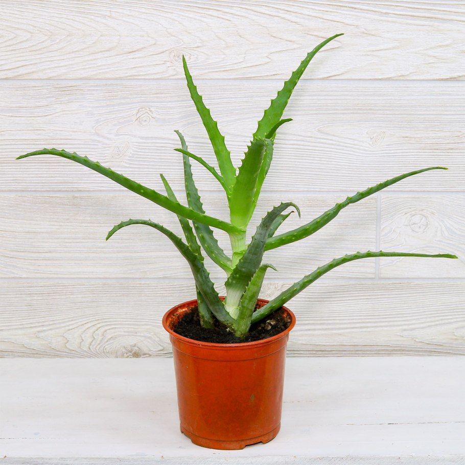 Алоэ Вера семейство Асфоделовые