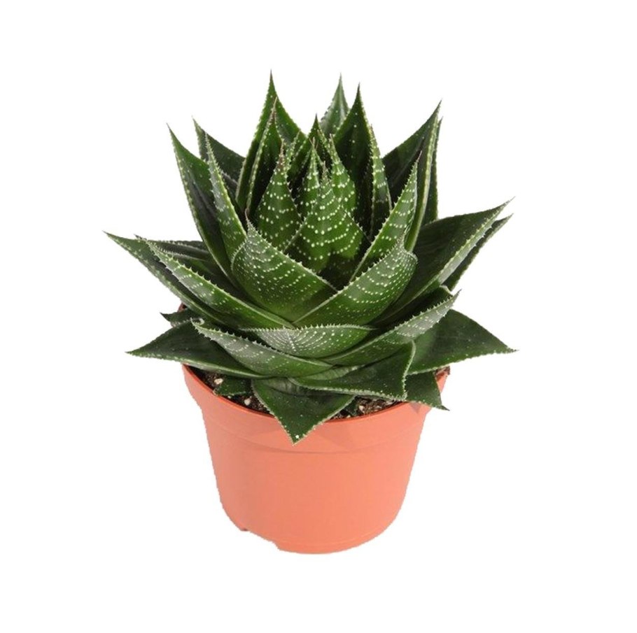 Алоэ Вера семейство Асфоделовые