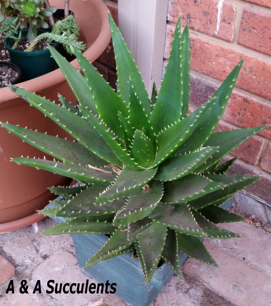 Алоэ широколистный