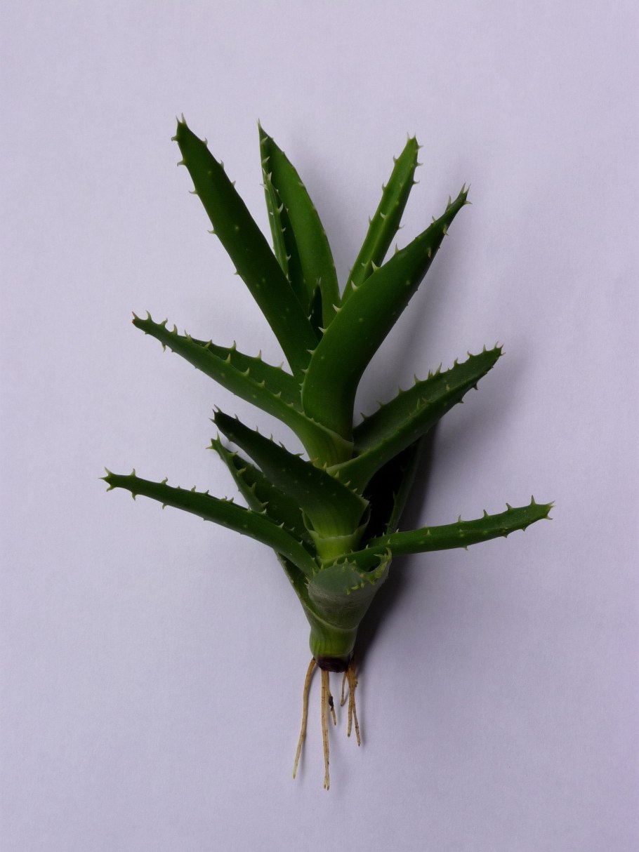 Суккулент хавортия аттенуата