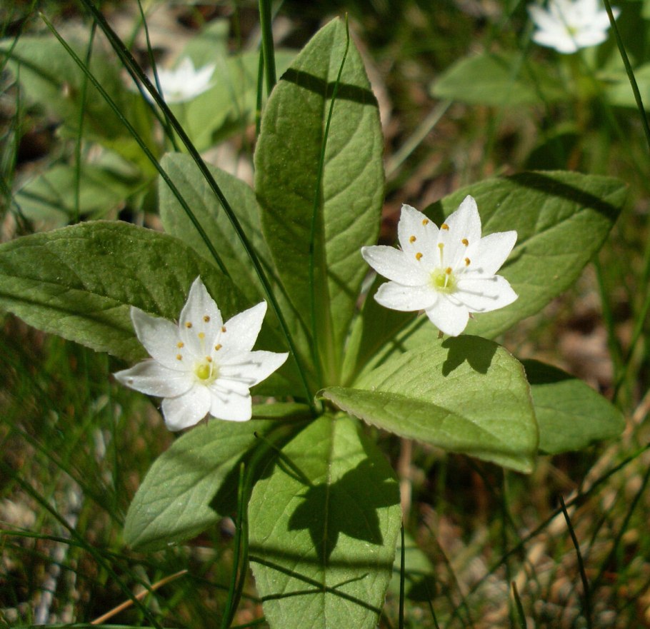 Седмичник Европейский Trientalis europaea l.