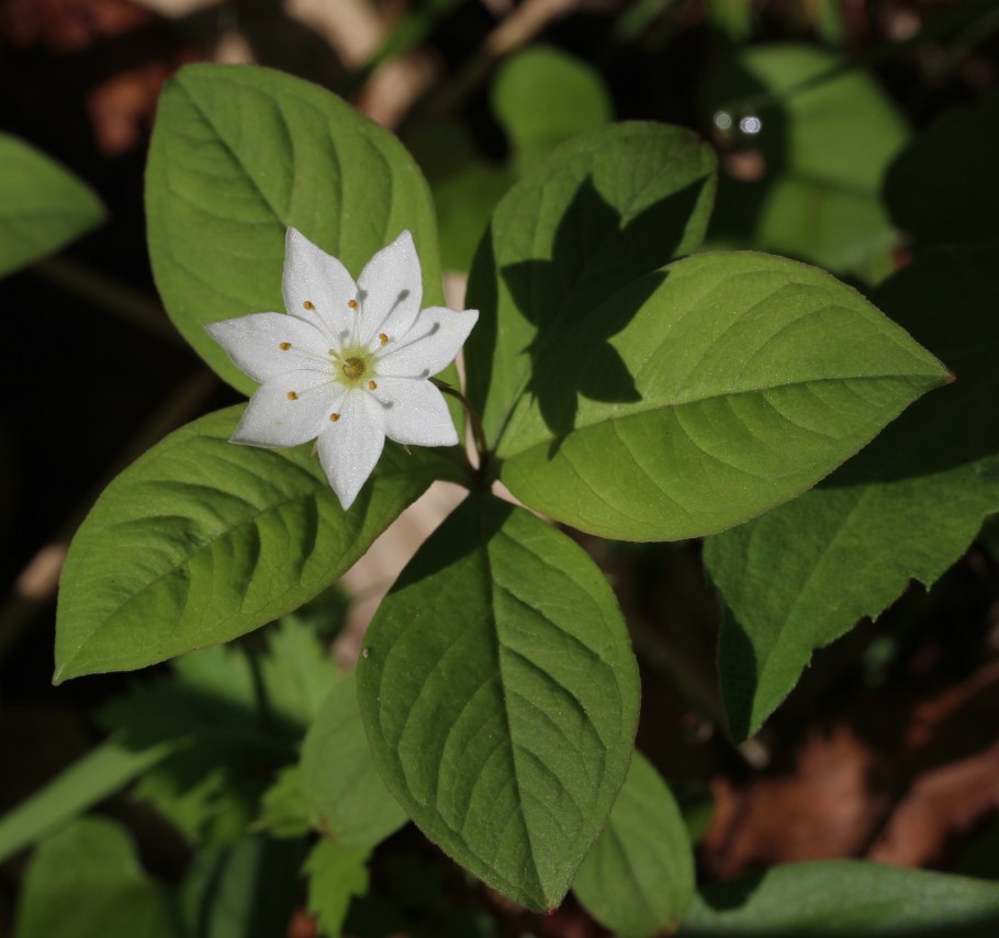 Седмичник Европейский (Trientalis europaea)