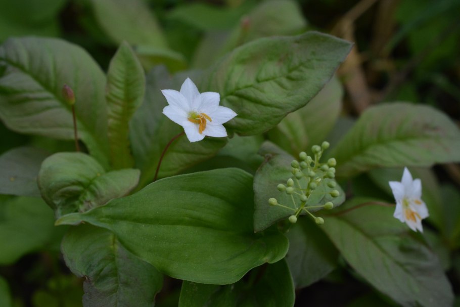 Ель, Кислица, седмичник, Майник двулистный, черника, брусника, мхи