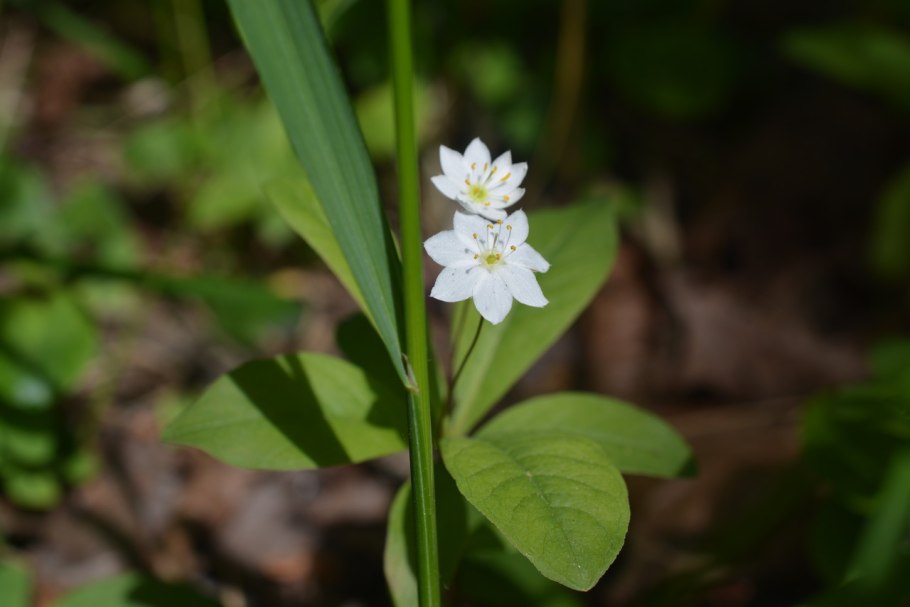 Седмичник Европейский растение
