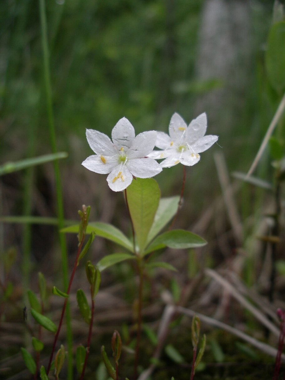 Седмичник Европейский (Trientalis europaea)