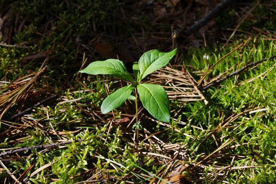 Chickweed Wintergreen