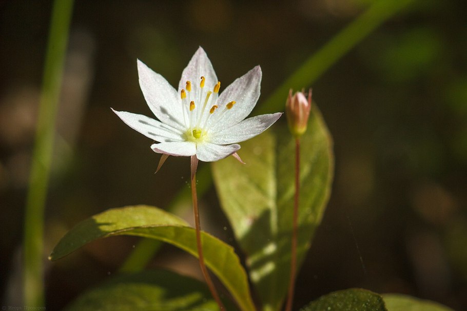 Седмичник Арктический
