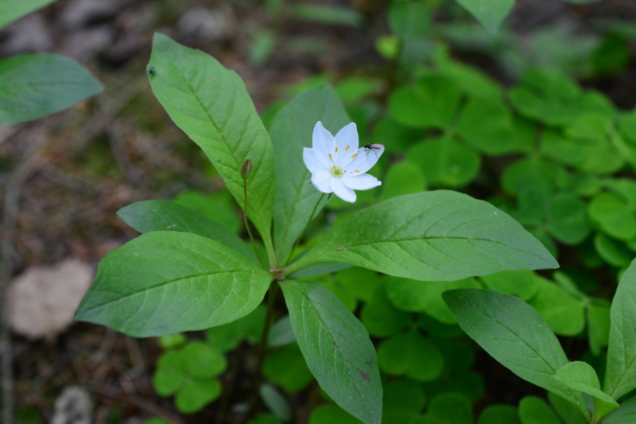Седмичник Европейский (Trientalis europaea)