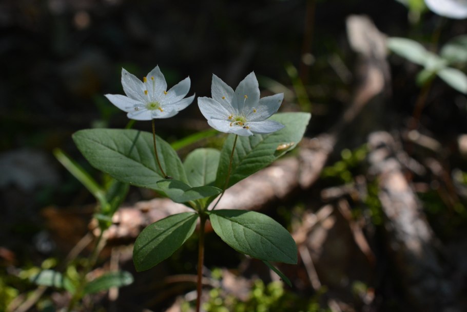 Седмичник обыкновенный