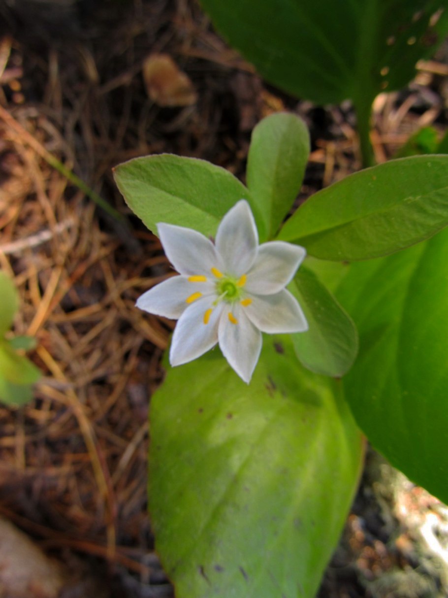 Седмичник Европейский плод