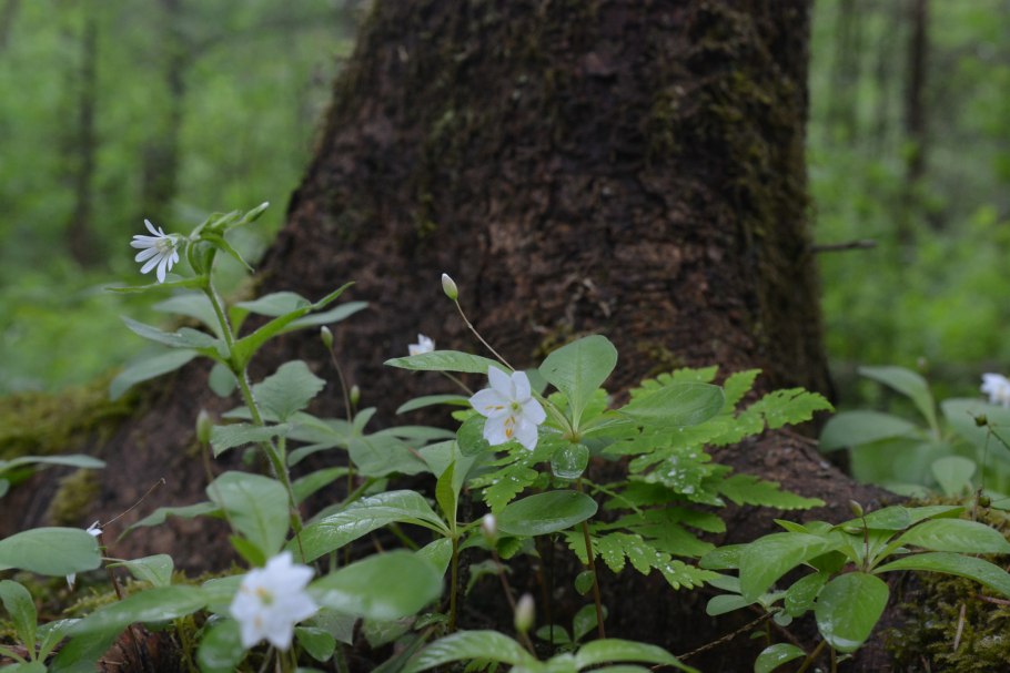 Седмичник двулистный