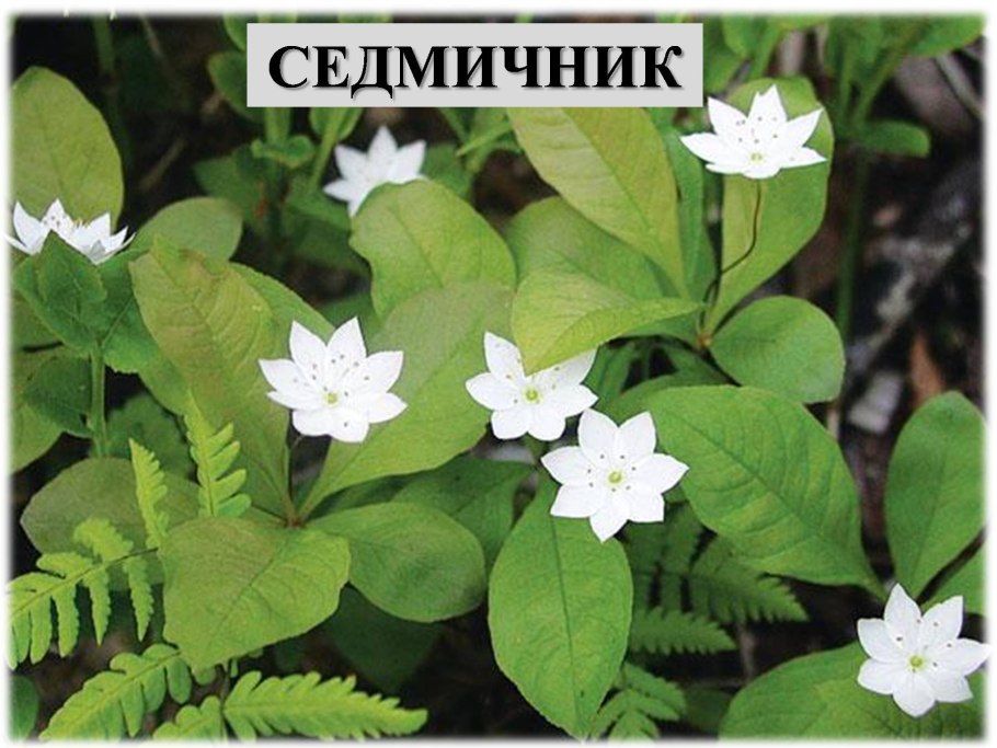 Седмичник обыкновенный