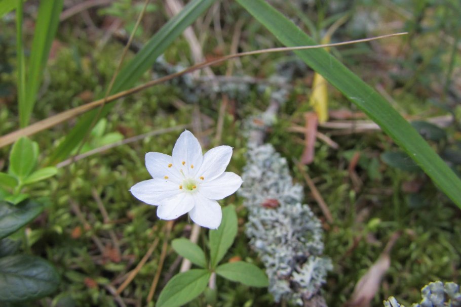 Грушанка Кислица седмичник звездчатка