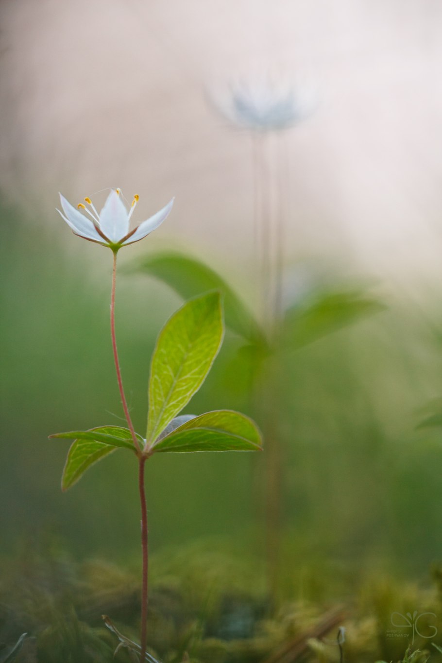 Кислица Майник седмичник Вороний глаз