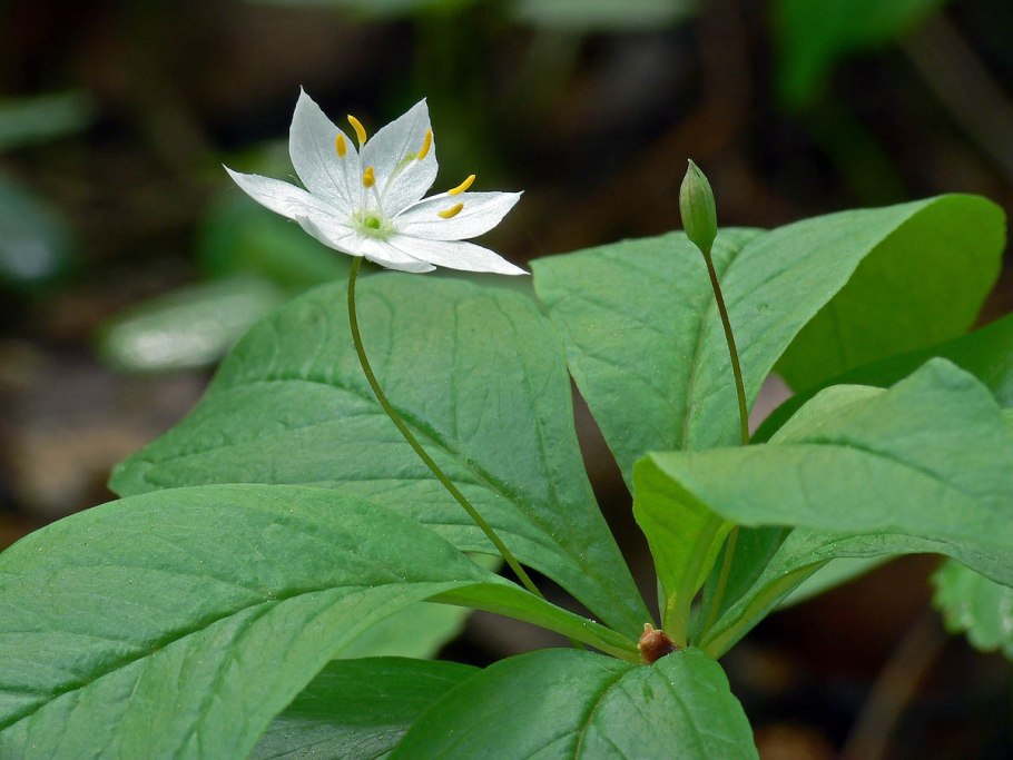 Седмичник Европейский (Trientalis europaea)