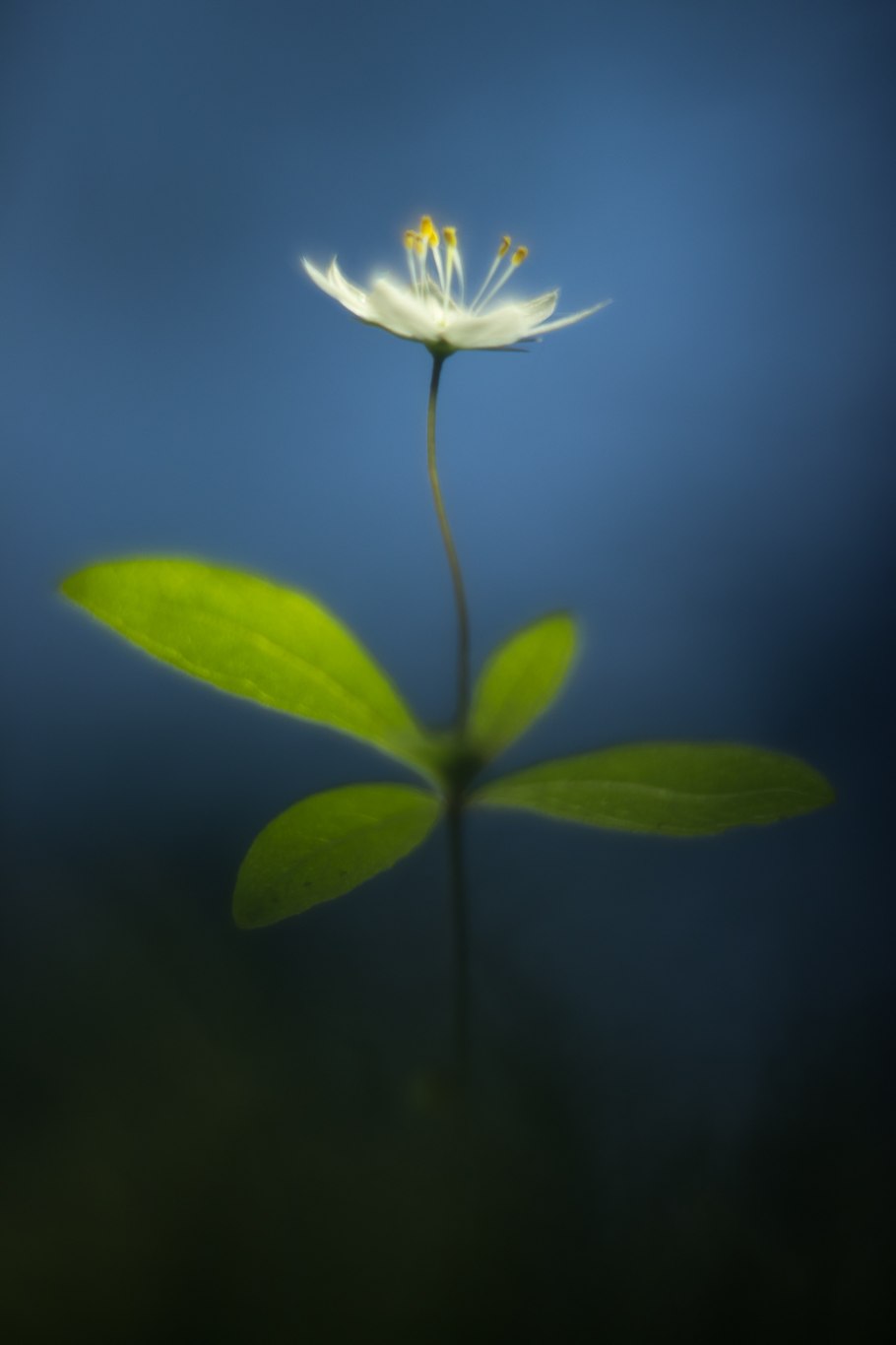 Цветок седмичник