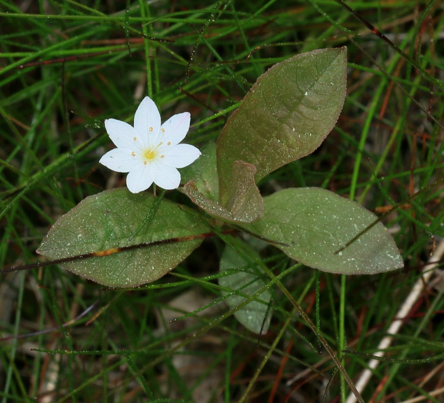 Седмичник Европейский лист