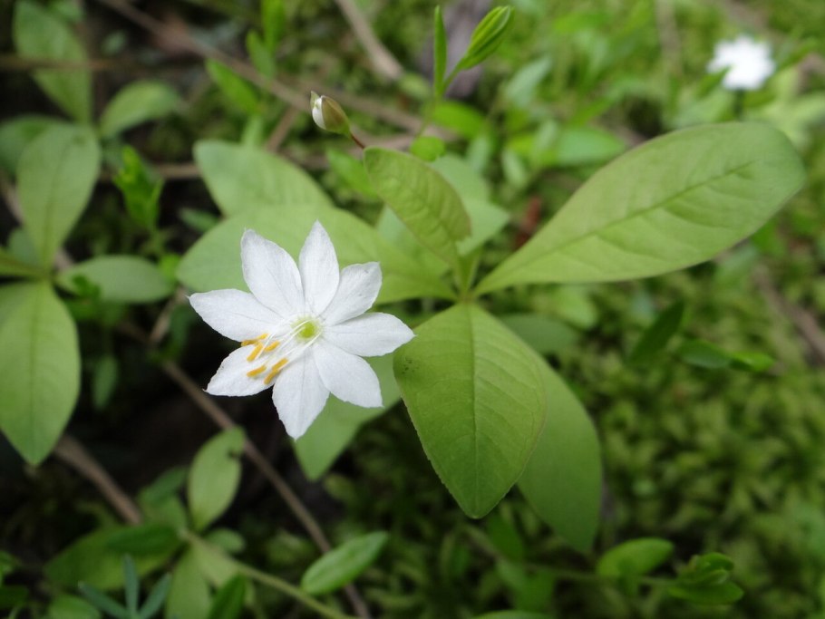 Цветы в лесу макро