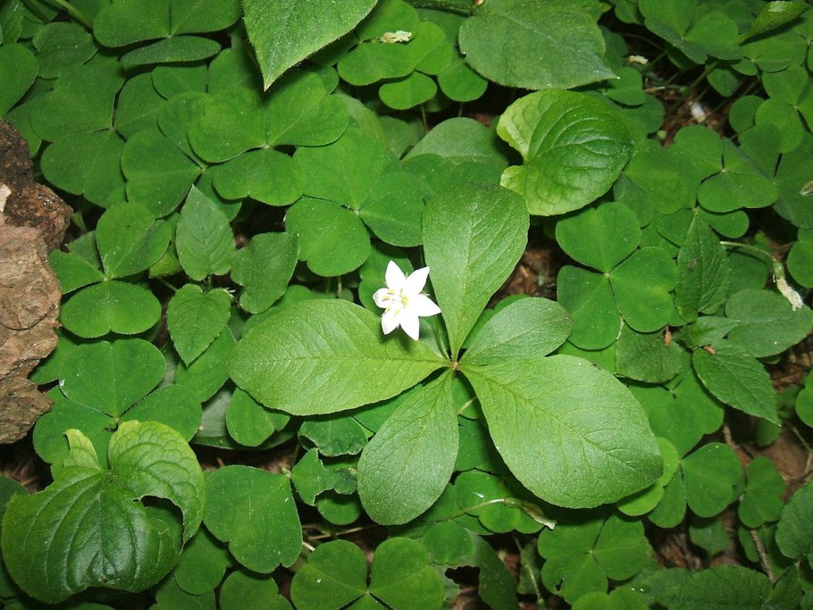 Плантариум ПЕТРГУ