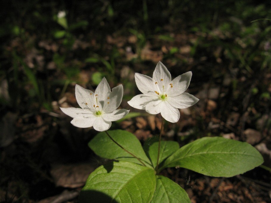 Седмичник Майник