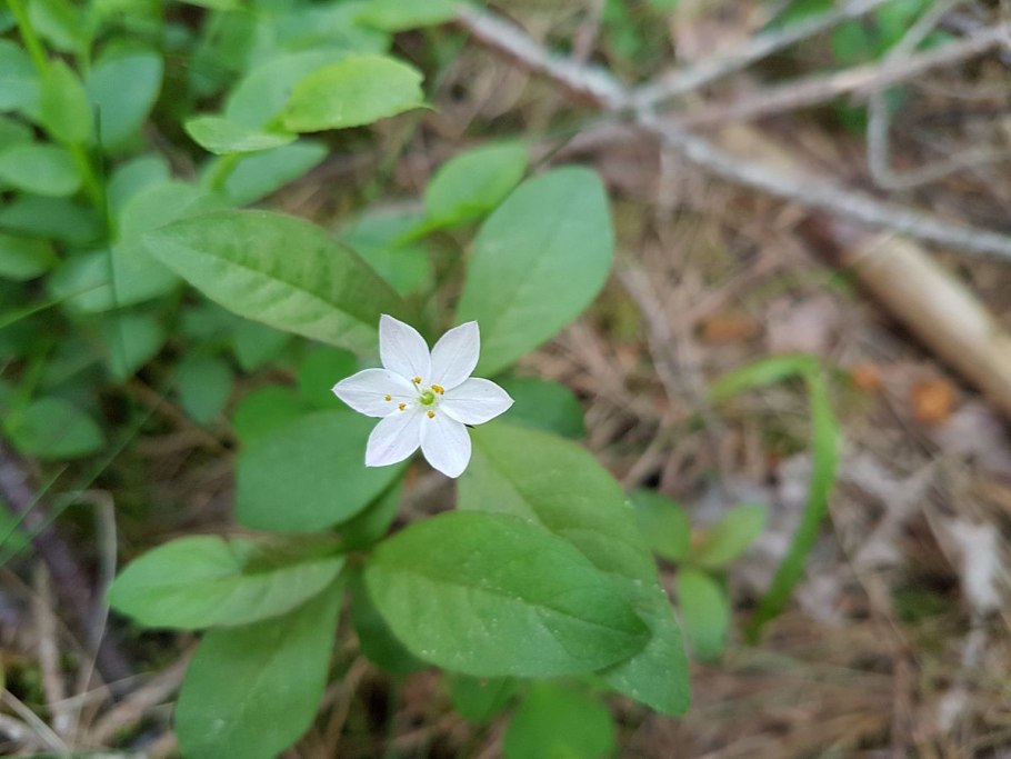 Седмичник Арктический