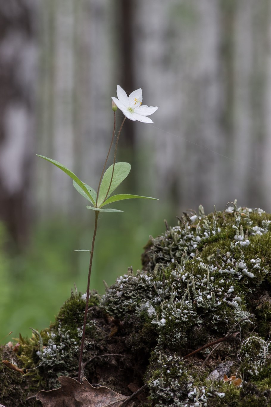 Седмичник Луговой
