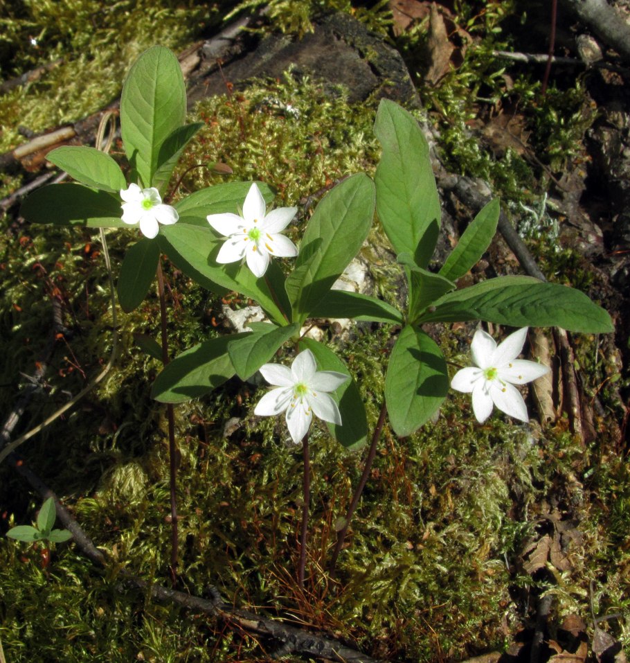 Седмичник Арктический