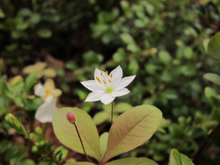 Седмичника, весной