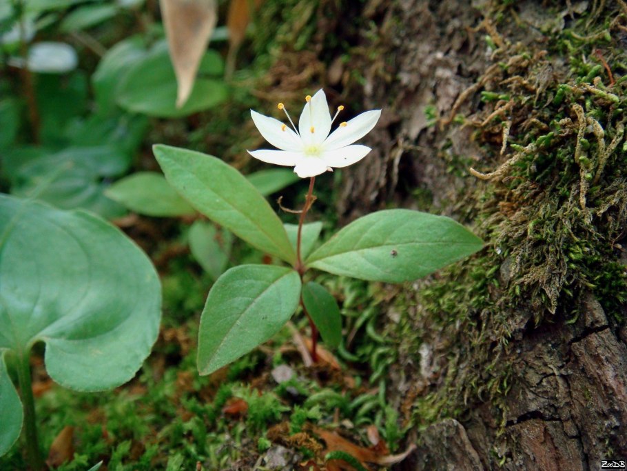 Trientalis europaea седми́чник Европе́йский