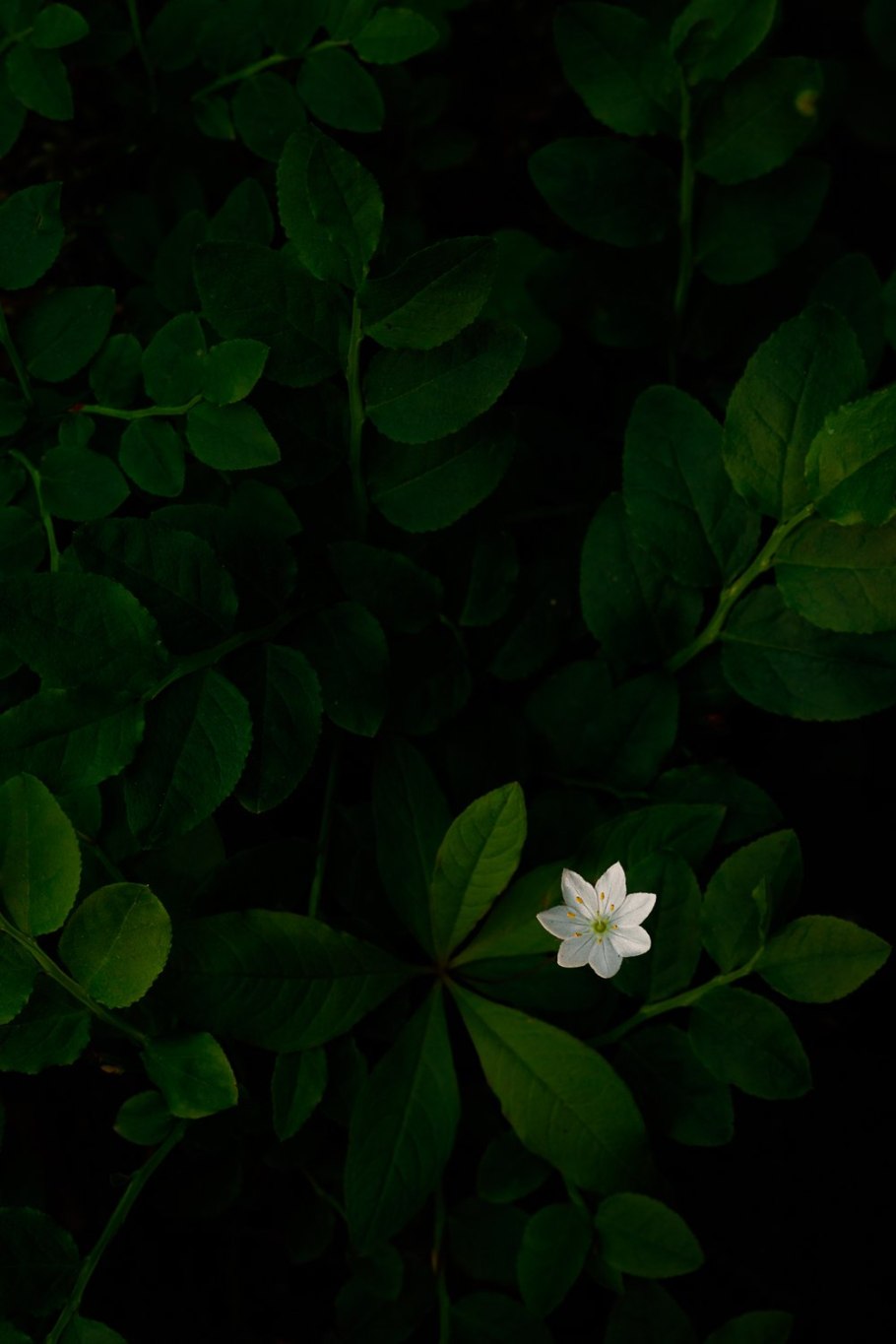 Chickweed Wintergreen