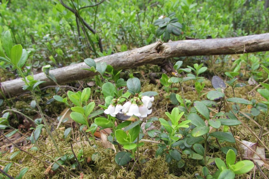 Почему Кислица Вороний глаз Майник седмичник растут в еловом лесу