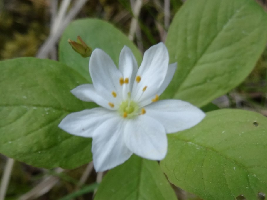 Растения леса седмичник