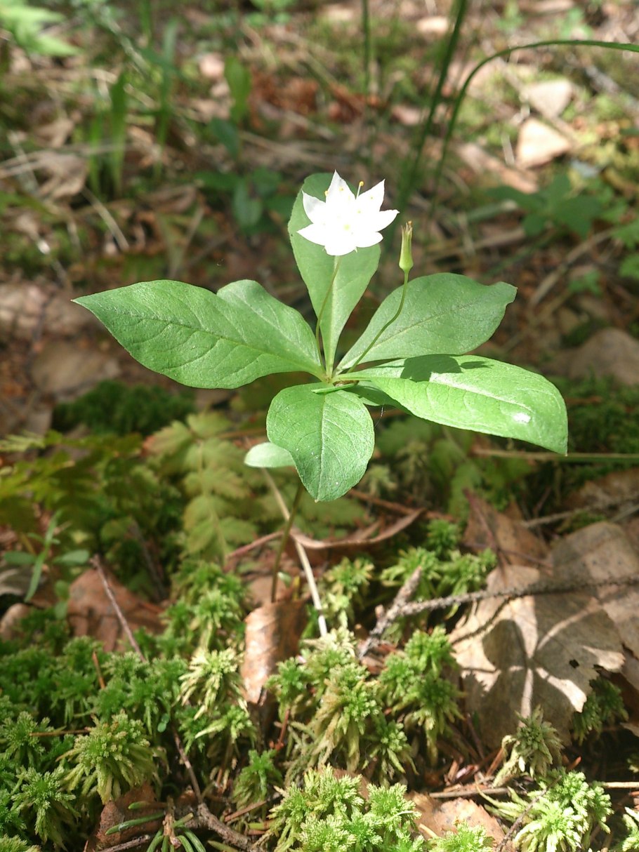 Подлесник Европейский
