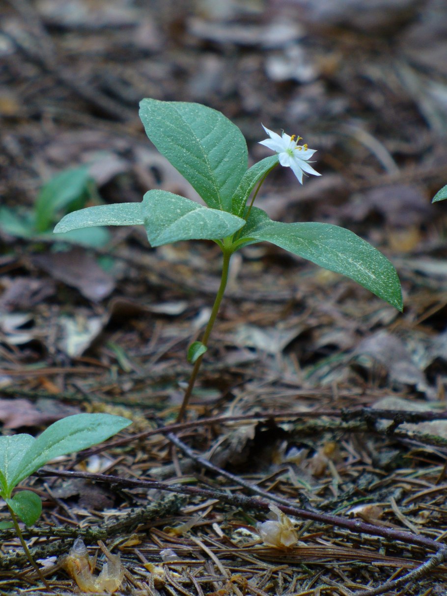Седмичник Арктический