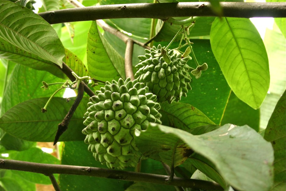 Экзотический фрукт черимойя