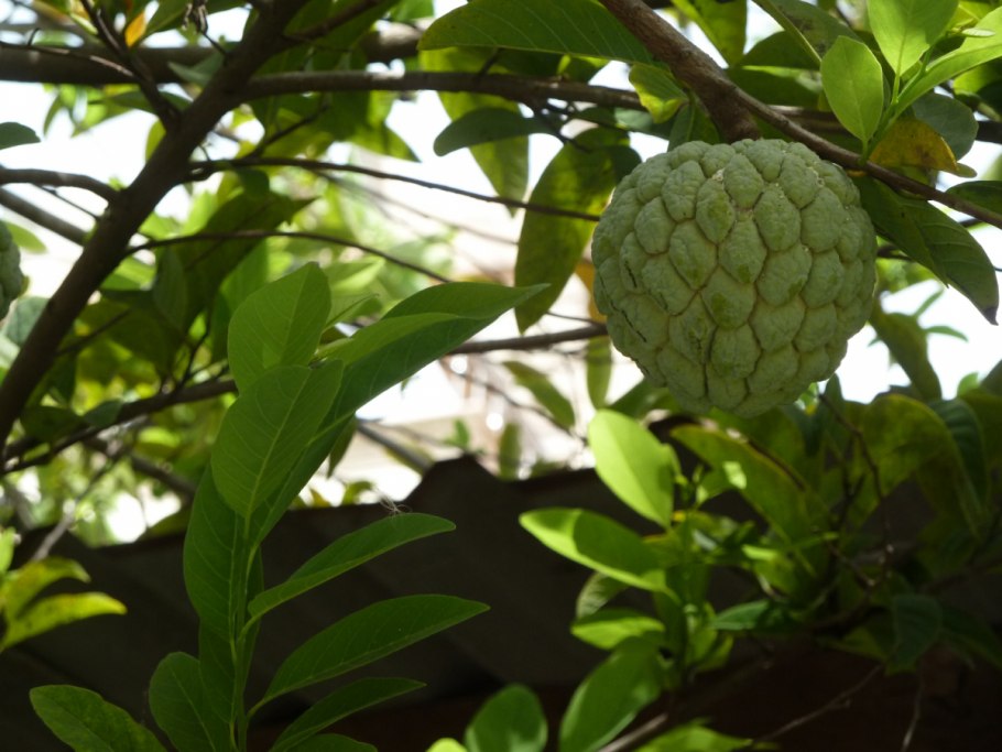 Черимойя (Cherimoya)