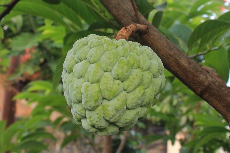 Аннона черимойя