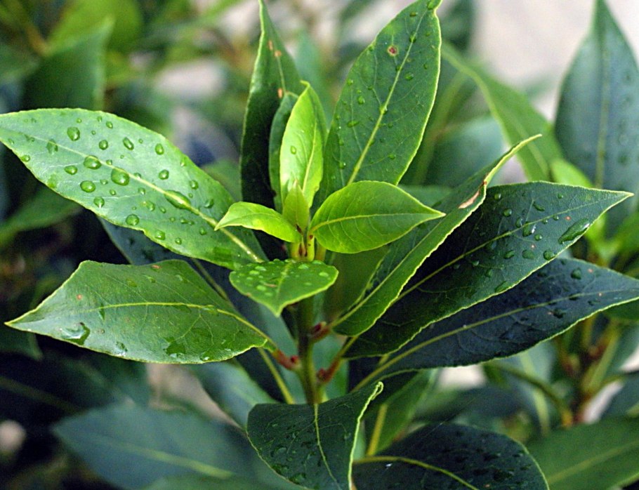 Лавр Laurus Nobilis
