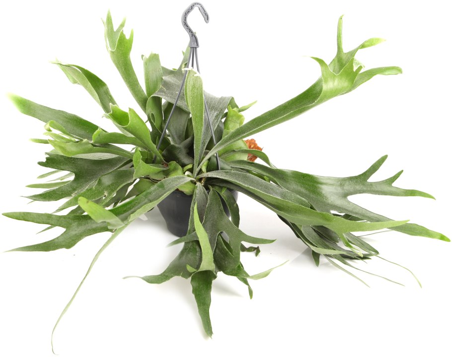 Платицериум двухвильчатый