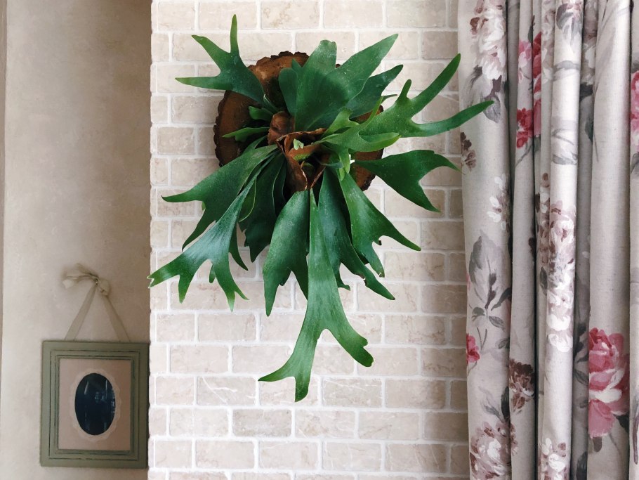 Платицериум лосерогий