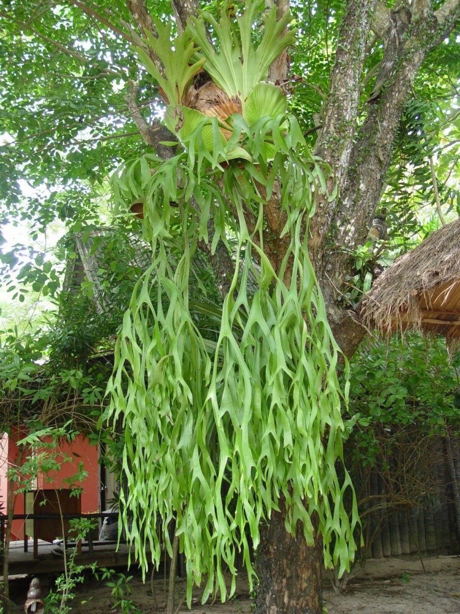 Platycerium-Платицериум (Плоскорог). Папоротник Оленьи рога.