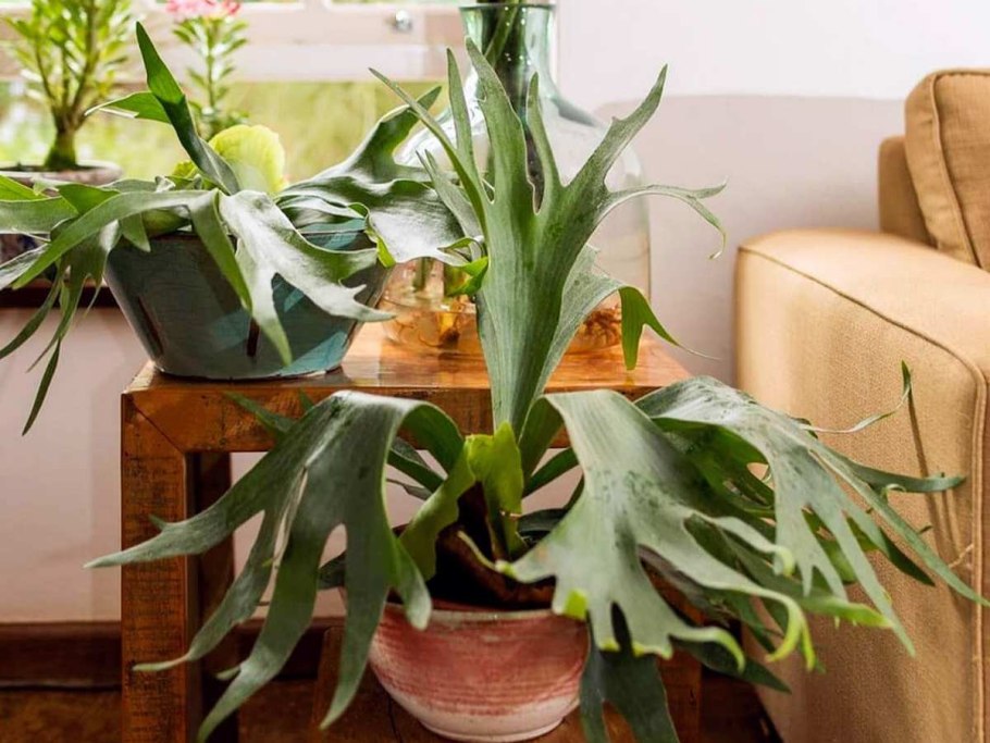 Platycerium bifurcatum