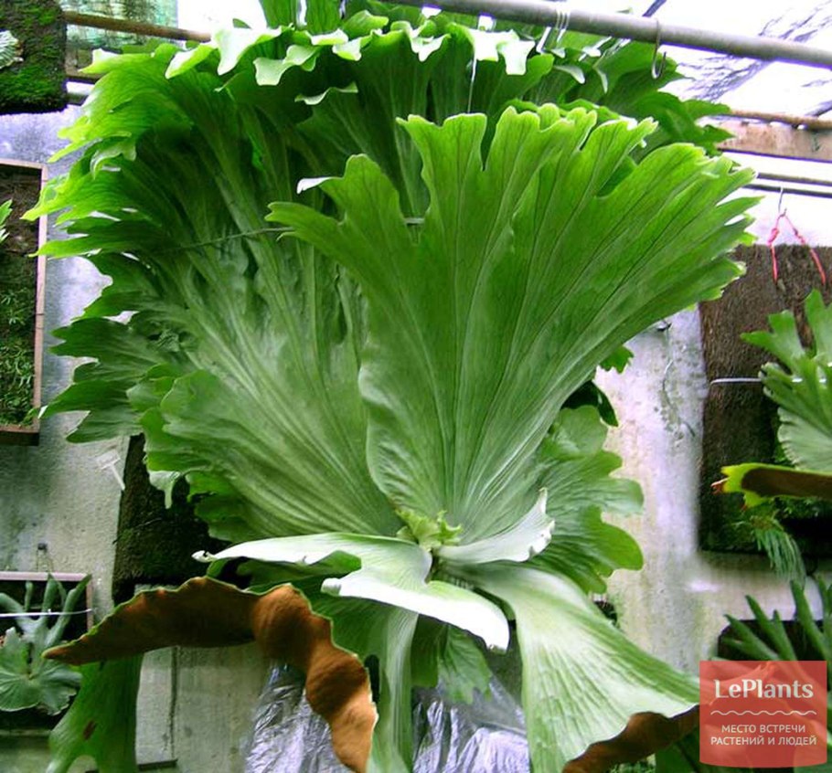 Платицериум на доске