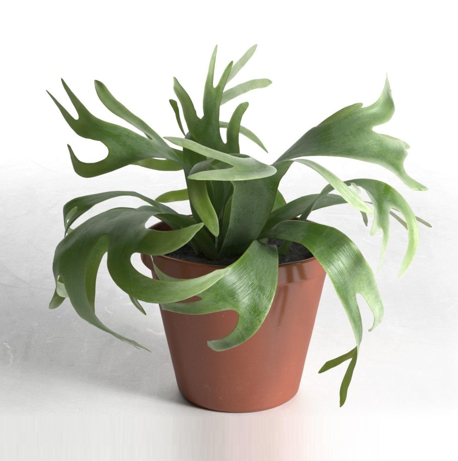 Папоротник Платицериум бифуркатум