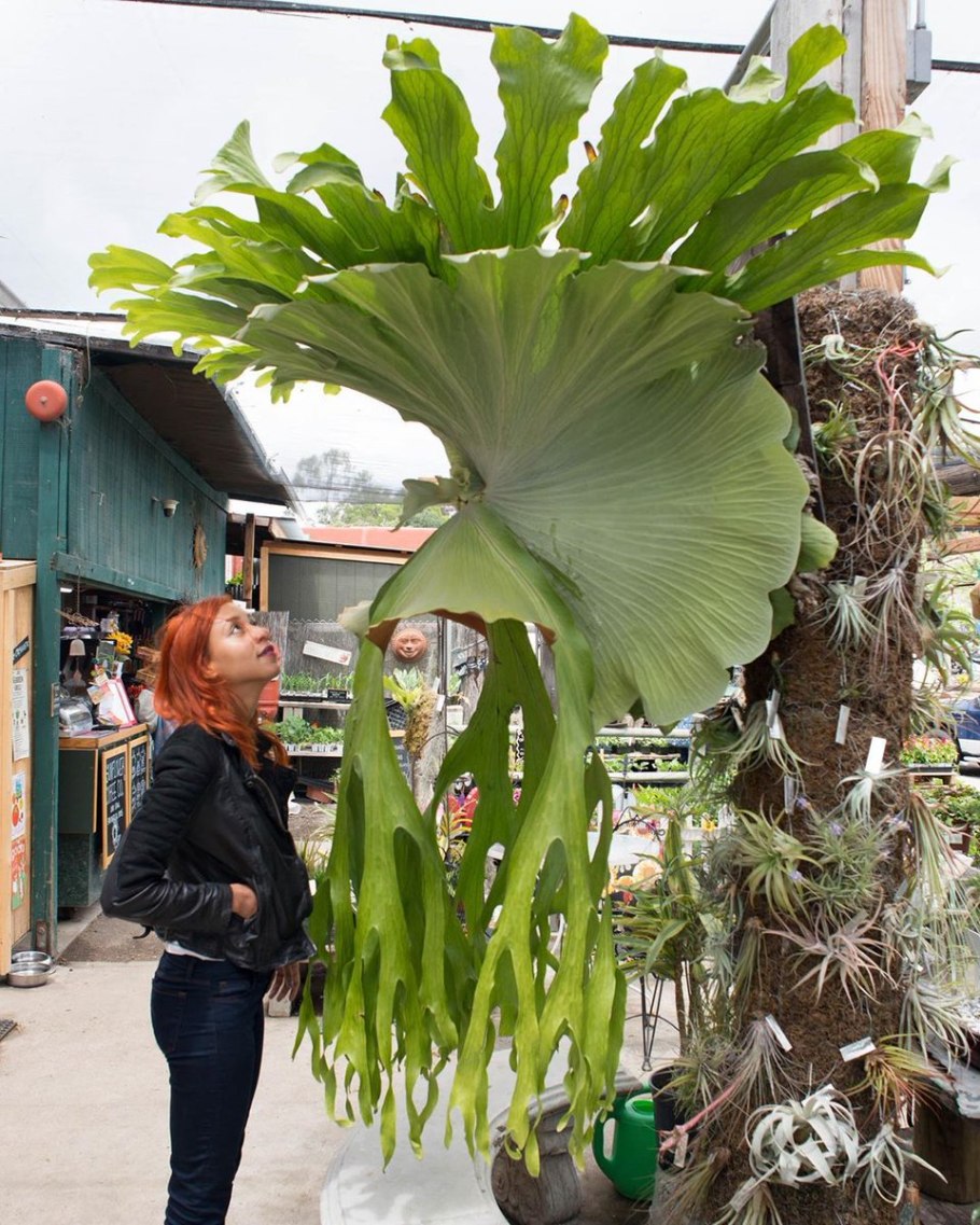 Платицериум двувильчатый