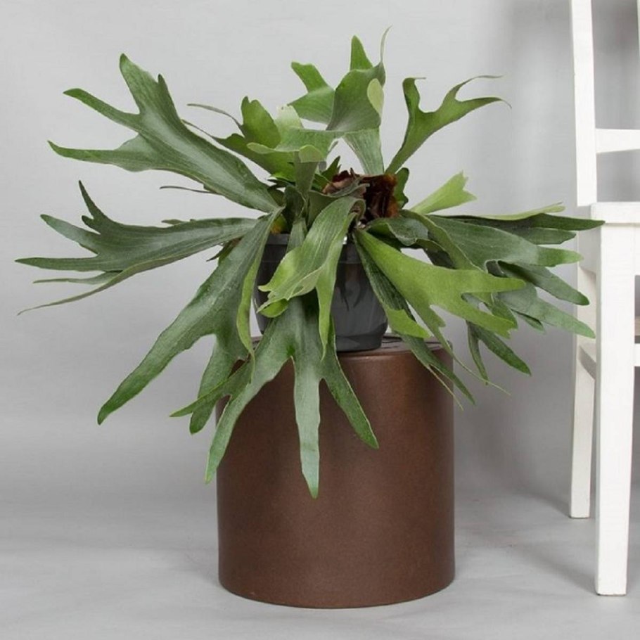 Платицериум бифурк.