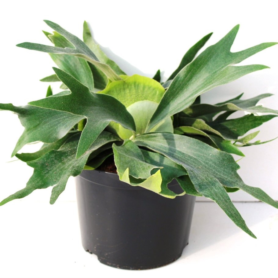 Папоротник платицериум